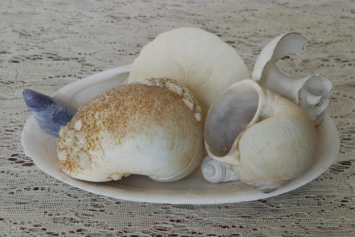 Still life of shells.