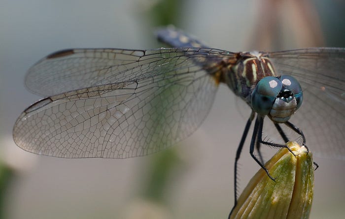 Dragon Fly